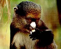 Non-Human Primates Convey Meaning Through Call Combinations