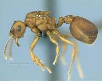 South American ant supports Alternate mechanism of species formation