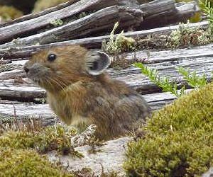 A roly-poly pika gathers much moss