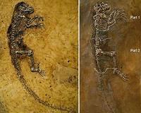 Was Darwinius a little longer in the tooth than previously thought