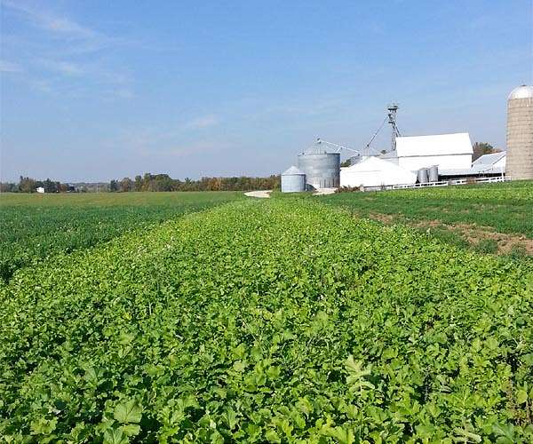 Plant gene discovery could help scientists develop heat-tolerant crops