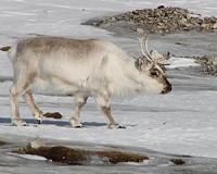 Extreme weather in the Arctic problematic for people, wildlife
