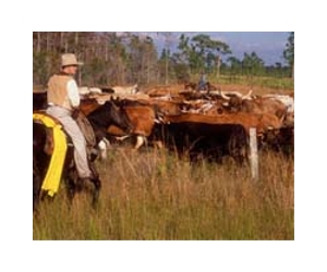 Land Degradation And Recovery On Western Rangelands