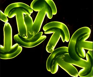 Modeling Plant Metabolism to Optimize Oil Production
