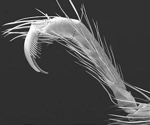 Spider version of Bigfoot emerges from caves in the Pacific Northwest