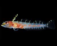 Smithsonian researchers name new ocean zone: The rariphotic