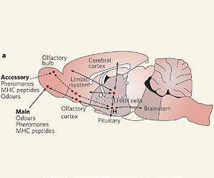Max Planck Florida Institute creates first realistic 3D reconstruction of a brain circuit