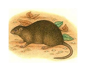 Bones of largest-ever rat found