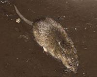Bad memories drive rats to rescue peers more quickly