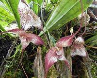 Mystery of Dracula orchids' mimicry is unraveled with a 3-D printer