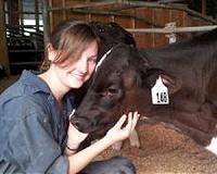 Cows are smarter when raised in pairs