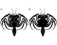 Tiny new fossil helps rewrite crab evolution, sheds lights on late Jurassic marine world