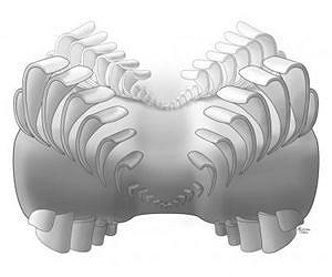 Ancient fossils reveal how the mollusc got its teeth