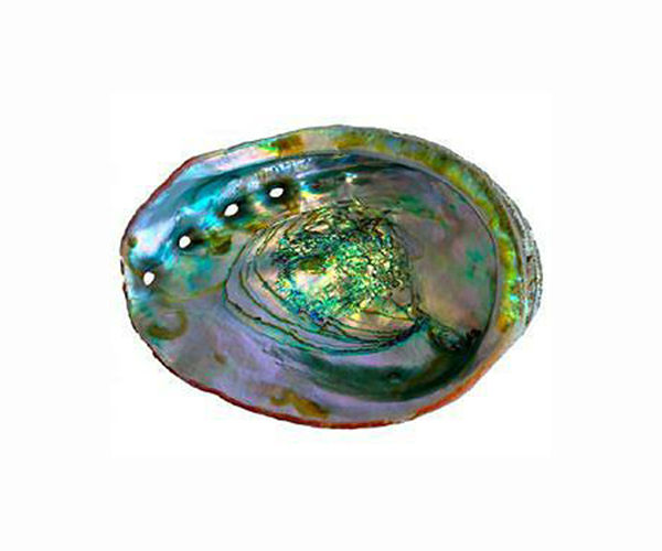 S.Africa police arrest man with 27 bags of poached abalone