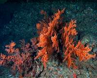 Algae-killing virus stimulates nutrient recylcing in the oceans