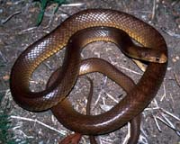 Australian Fires Turn Deadly As Snakes Head Into Town For A Drink