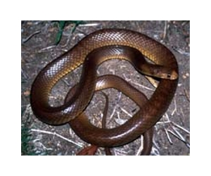 Snakes may be in decline worldwide: study