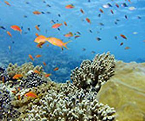 Boat noise stops fish finding home