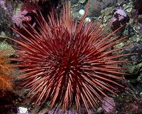Sea urchin spines inspire fracture-resistant cement