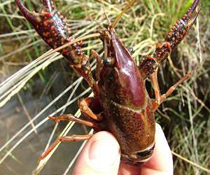 A minute crustacean invades the red swamp crayfish