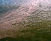 Toxic red tide nears Florida coast