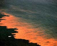 'Red tide' linked to nutrient pollution