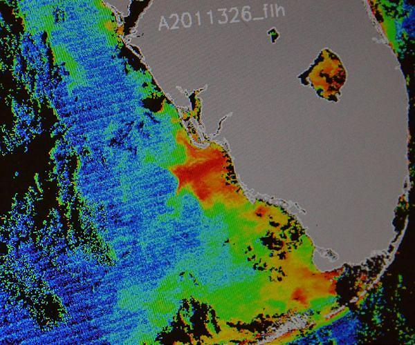 Unwanted visitor ruins spring break in Florida - toxic algae
