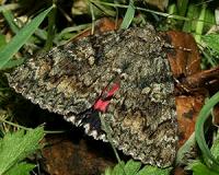 Diversity provides stability among the animals in the wild