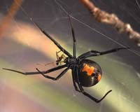 Spider Love: Little Guys Get Lots More