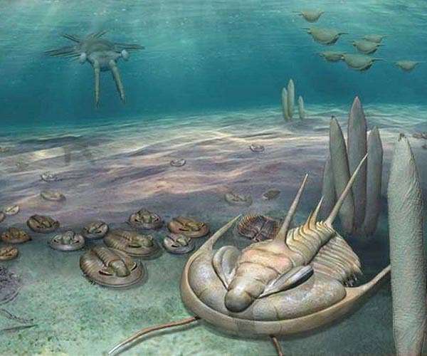 Trilobites' growth may have resembled that of modern marine crustaceans