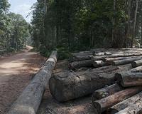 Indonesia extends landmark logging moratorium