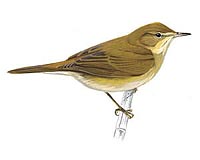 Birds' Strategic Mobbing Fends Off Parasitic Invaders