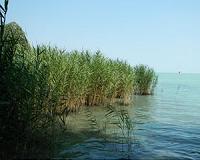 Aerial monitors shed light on reed die-back around Central Europe's largest lake
