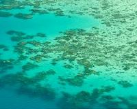 Fears over plastic-eating coral in Australia's Barrier Reef