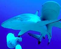 Many sharks closer to extinction than feared: Red List