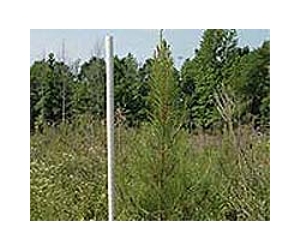 Reforestation May Lower The Climate Change Mitigation Potential Of Forests