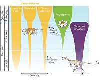 New study sheds light on the rise of mammals