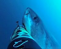 Robotic vehicles offer a new tool in study of shark behavior