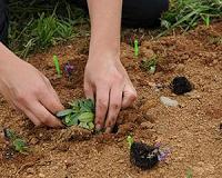 Plant species' responses to climate change altered by novel competitors