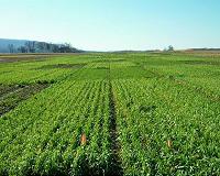 Study suggests cover crop mixtures increase agroecosystem services