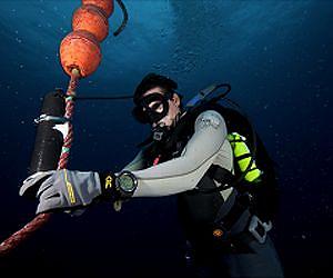Scientists develop new method of estimating fish movements underwater