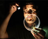 Single Insecticide Application Can Kill 3 Cockroach Generations