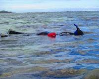Marine protected areas might not be enough to help overfished reefs recover
