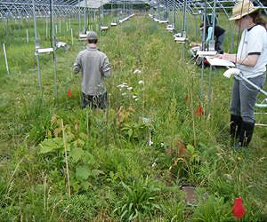 Decades of Data Show Spring Advancing Faster Than Experiments Suggest