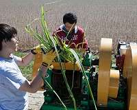 Scientists engineer sugarcane to produce biodiesel, more sugar for ethanol