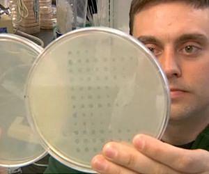 How New Viruses Evolve, and in Some Cases, Become Deadly