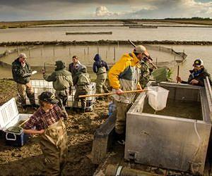 For fish and rice to thrive in Yolo Bypass, 'just add water'