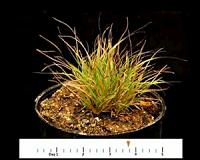 QUT scientists unlock secrets of Aussie 'resurrection' grass