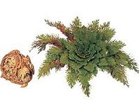'Resurrection plants' offer hope as climate turns hostile