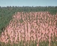 Guidance to report on land use, land-use change and forestry emissions